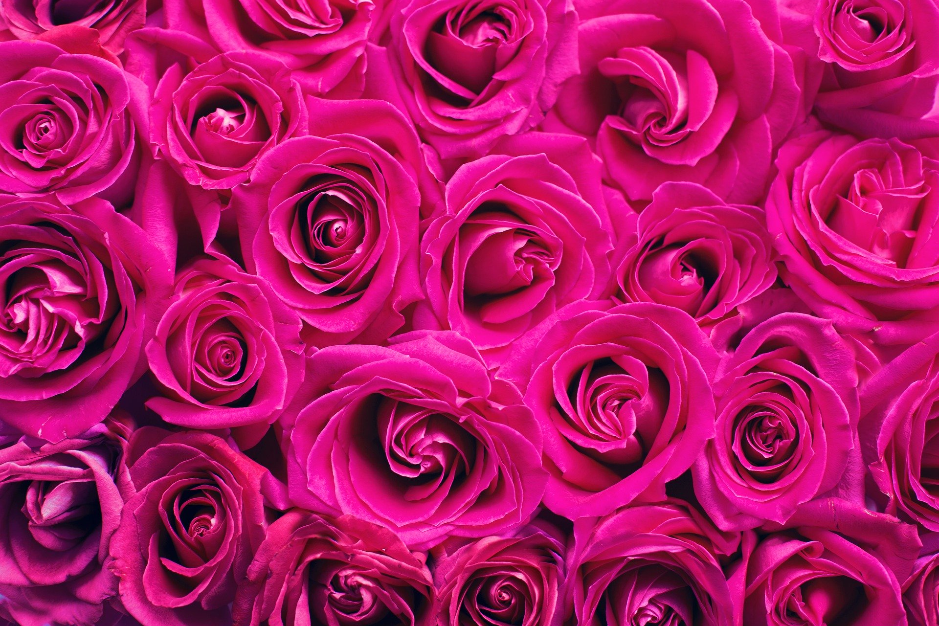 pink-roses-2249403_1920